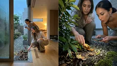 夜に聞こえるコオロギの声、その理由は?家や庭の環境サインと見分け方