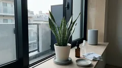 サンスベリアの白い糸は汚れじゃない?ハダニの見分け方から洗い方・水やりのコツまで