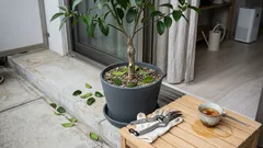 レモンの収穫が急に落ちた?:接ぎ木苗の「ひこばえ」を見分けて実つきを守る手入れ