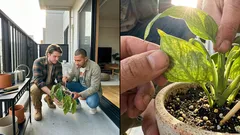 急いで水をやる前に――葉のSOSから原因を絞る、観葉植物の立て直し手順