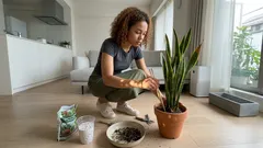 サンスベリアの葉がカサカサ…急いで水を足す前に。過湿サインの見分け方と立て直し