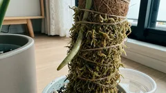モンステラの葉が小さいままの原因は“登らせ方”かも:湿った水苔ポールと光・水やりの整え方