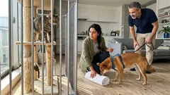 家では平和なのに散歩中は追うのはなぜ？犬が猫を追いかける「切り替わり」の理由と、同居を安全に進める手順